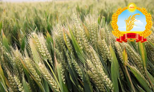 小麦品种山农28高多少公分,小麦品种山农28适合什么地方种