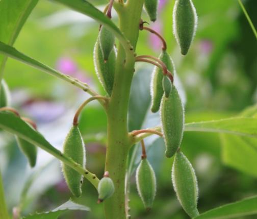 乡下老家房前屋后种了一大片的这种花，小姑娘拿它涂指甲！