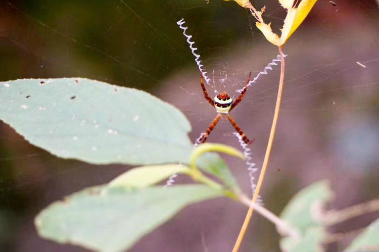 世界因你而美好原唱,世界因你而美好