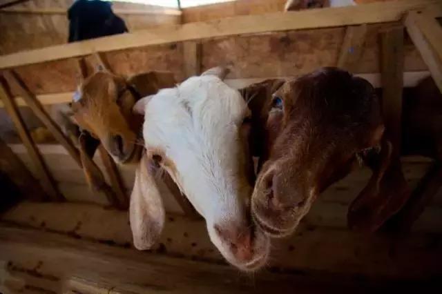 成都周边好玩儿的滑滑梯,成都游乐园滑滑梯