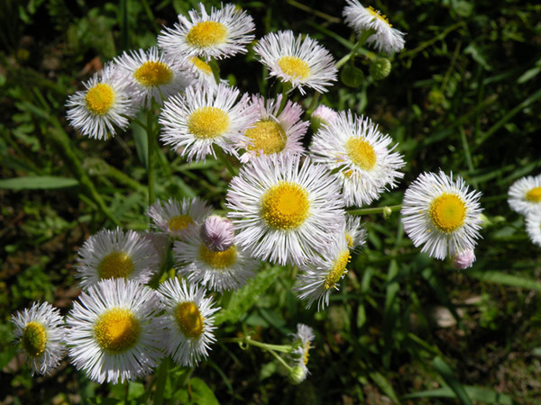 农村常见的野草及功效,你知道的农村最常见的野草