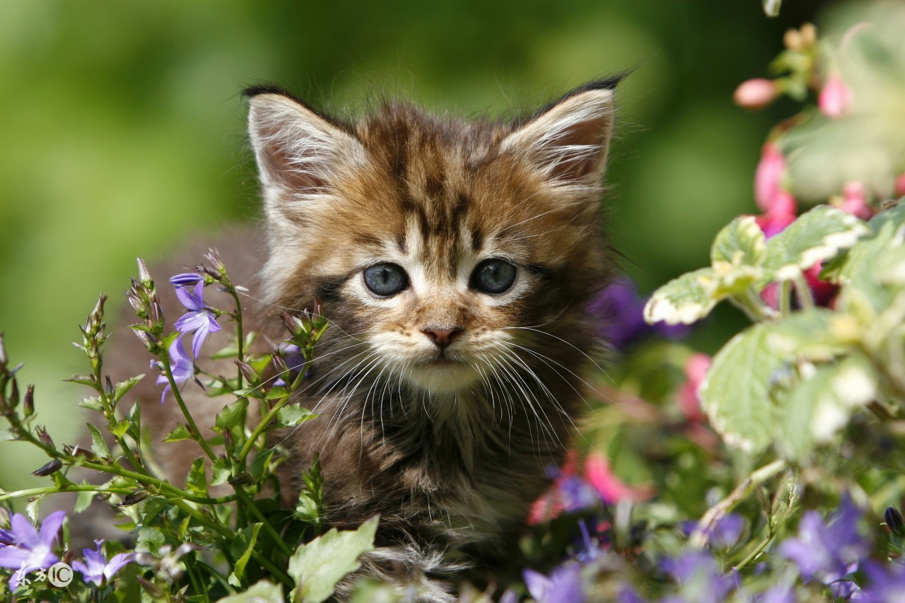 每日一猫全集播放,每日一猫完整版