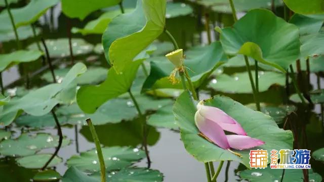 京城最大郊野公园，不仅免费，还藏了好多不为人知的秘密！