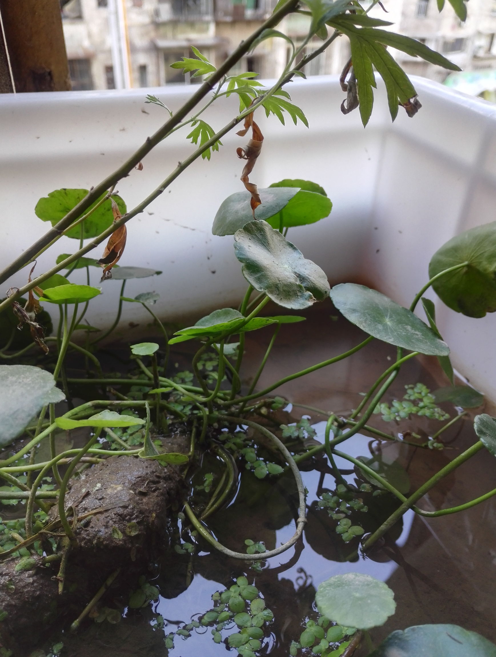 泥水养龟治疗真菌的化学原理,泥水养龟自己会培养硝化细菌吗