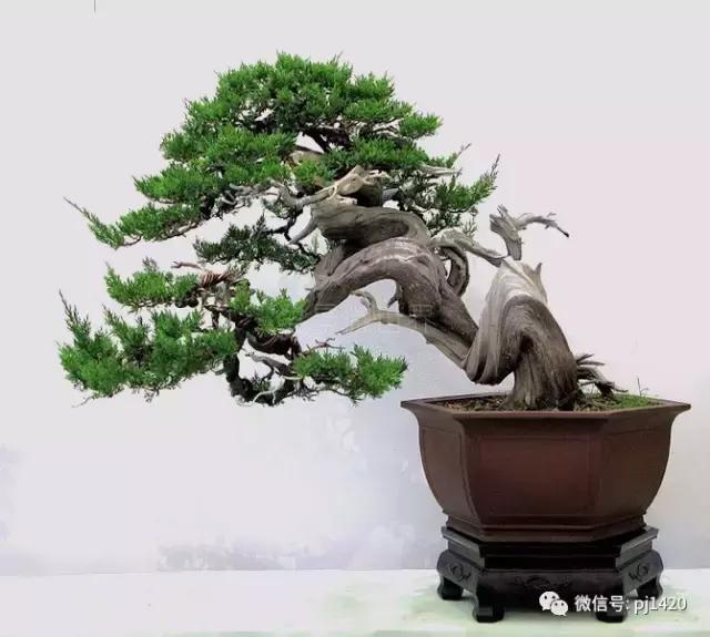 50种盆景树图片大全,50种盆景植物图片大全