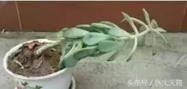 多肉，你小时候的样子太萌了，可千万别长大，长残