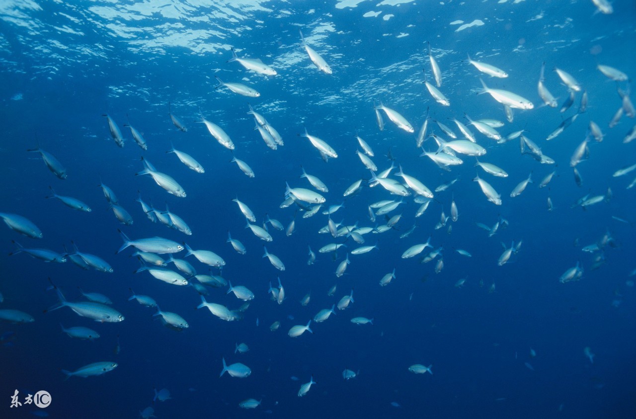 钓鱼日记如何找到好的钓位,钓鱼技巧最全窝子种类你都知道吗