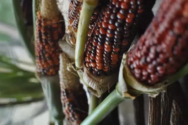 七夕第一次去花店买花应该怎么做,花店七夕节怎么卖花