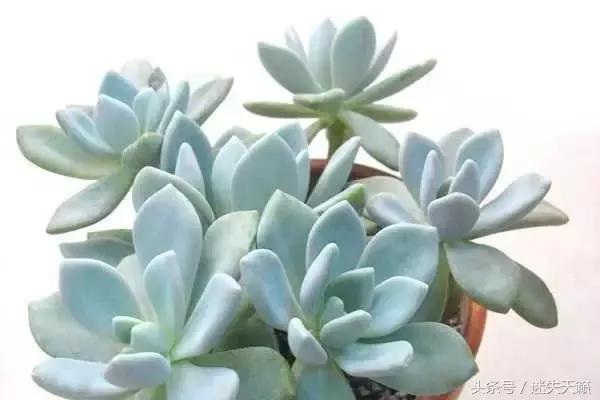 多肉，你小时候的样子太萌了，可千万别长大，长残