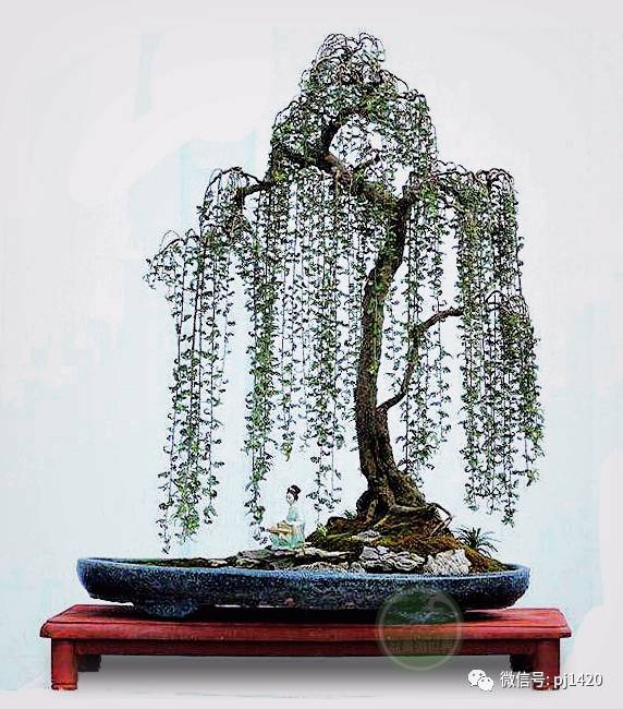 50种盆景树图片大全,50种盆景植物图片大全