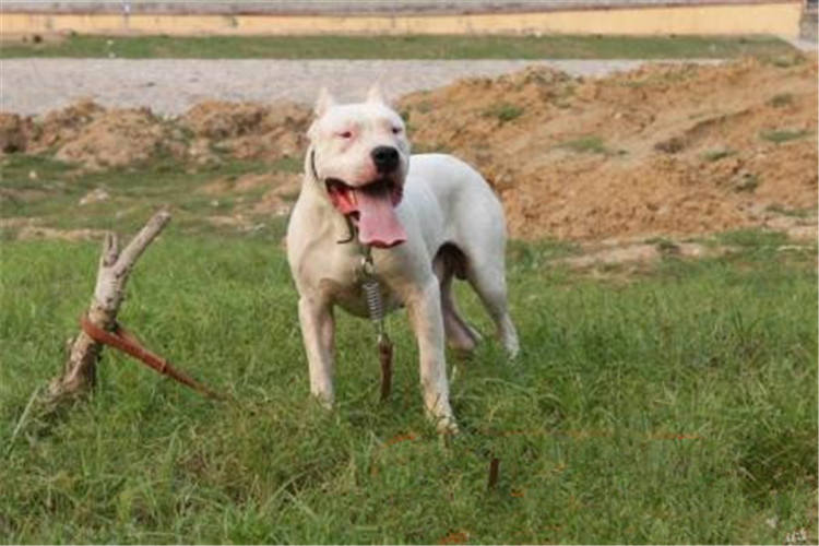 纯种杜高犬与混血杜高犬的区别,杜高的知识大全