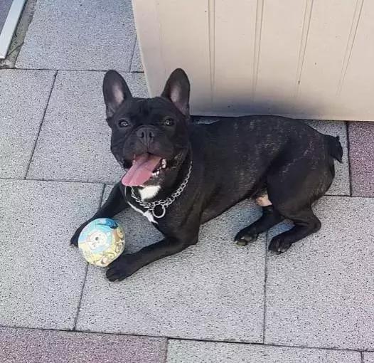 斗牛犬饲养知识,斗牛犬生产注意事项