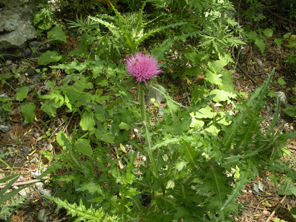 农村常见的野草及功效,你知道的农村最常见的野草
