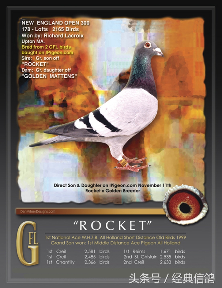 看看这些鸽子的成绩,他们能获得这样的成绩一定不是因为偶然