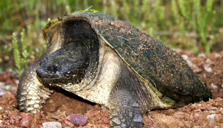 家里养鳄龟的养殖方法及注意事项,如何养好鳄龟让鳄龟更凶狠