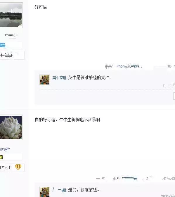 英牛下崽困难,英牛生过小狗怎么处理