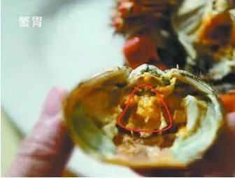 羊口开海！倒计时一天！第一网吃起来！看完哈喇子流一地