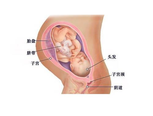 孕37周每天晚上感觉胎儿在入盆,孕37周胎宝宝姿势