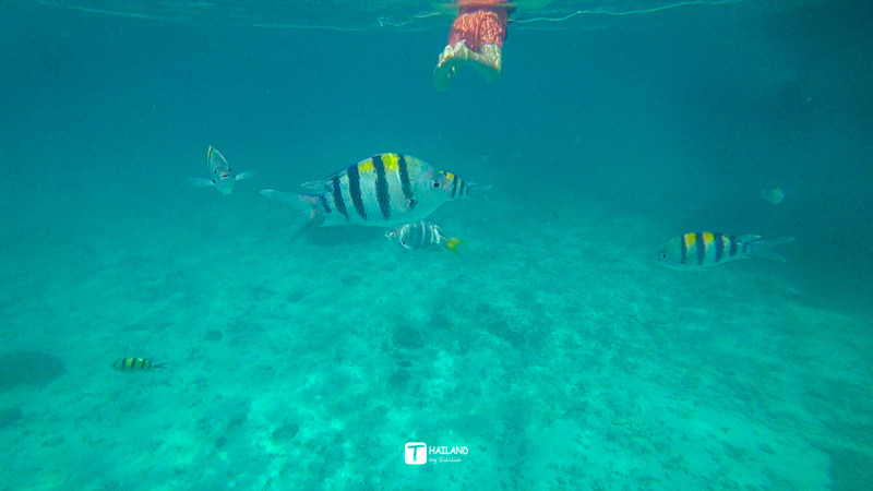 带你一起去泰国看海,回忆那年在泰国踏浪看海