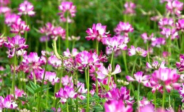 送你一朵小红花彩蛋,送你一朵小红花杨坤版