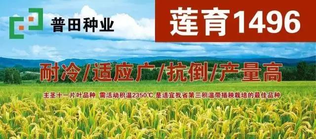 普田农科院科技园区精品展示陆地最强产量为王、普田莲育1496