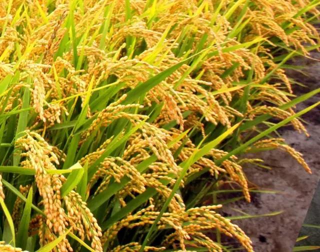 普田农科院科技园区精品展示陆地最强产量为王、普田莲育1496