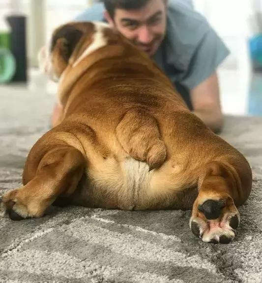 斗牛犬饲养知识,斗牛犬生产注意事项