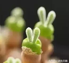 多肉，你小时候的样子太萌了，可千万别长大，长残