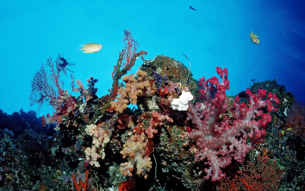 帕劳旅游最美风景攻略,帕劳旅游攻略自由行