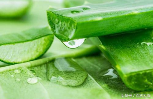 芦荟的十大作用,都不知道的芦荟妙用