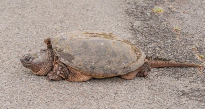 家里养鳄龟的养殖方法及注意事项,如何养好鳄龟让鳄龟更凶狠