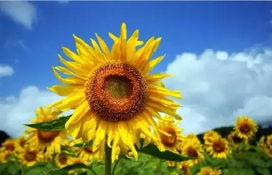 全世界各国的国花有哪些,世界各国国花有哪些