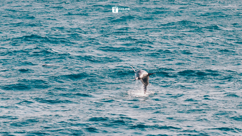 带你一起去泰国看海,回忆那年在泰国踏浪看海