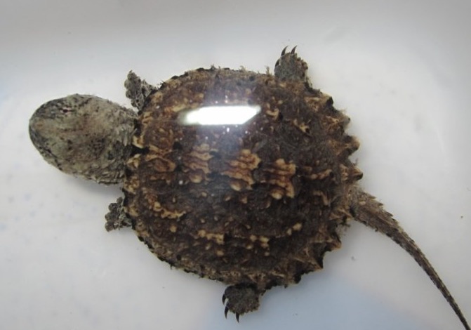 鳄龟该怎么养才养得好,鳄龟适不适合家庭养怎样养好鳄龟