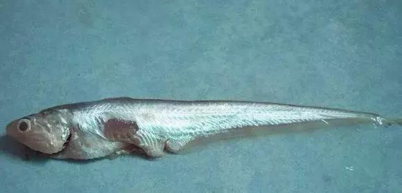 羊口开海！倒计时一天！第一网吃起来！看完哈喇子流一地