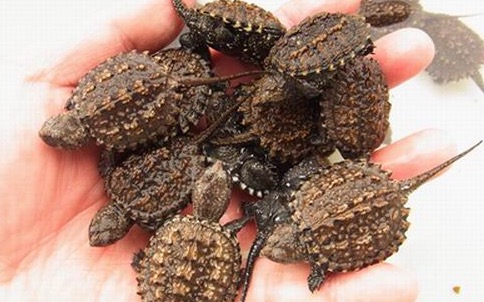 家里养鳄龟的养殖方法及注意事项,如何养好鳄龟让鳄龟更凶狠