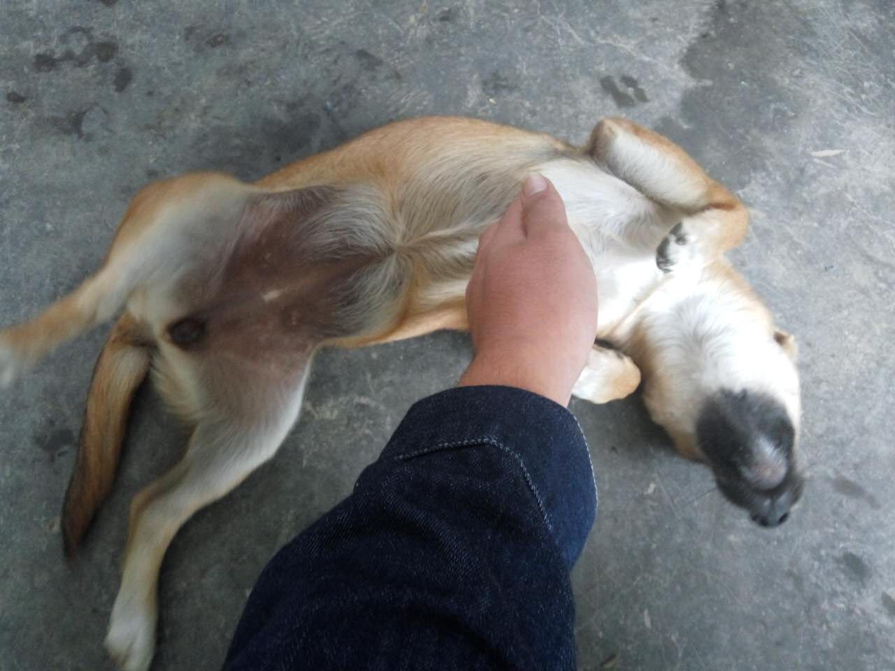 农村土狗和泰迪,农村泰迪和土狗