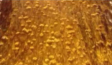 金丝楠阴沉木和帝王木,金丝楠阴沉木和金丝楠乌木的区别