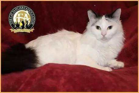 土耳其梵猫可以养吗,世界上最贵的猫品种