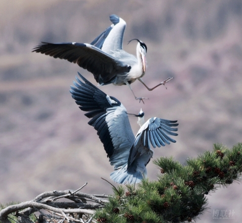名曲闲云野鹤,古曲闲云孤鹤赏析