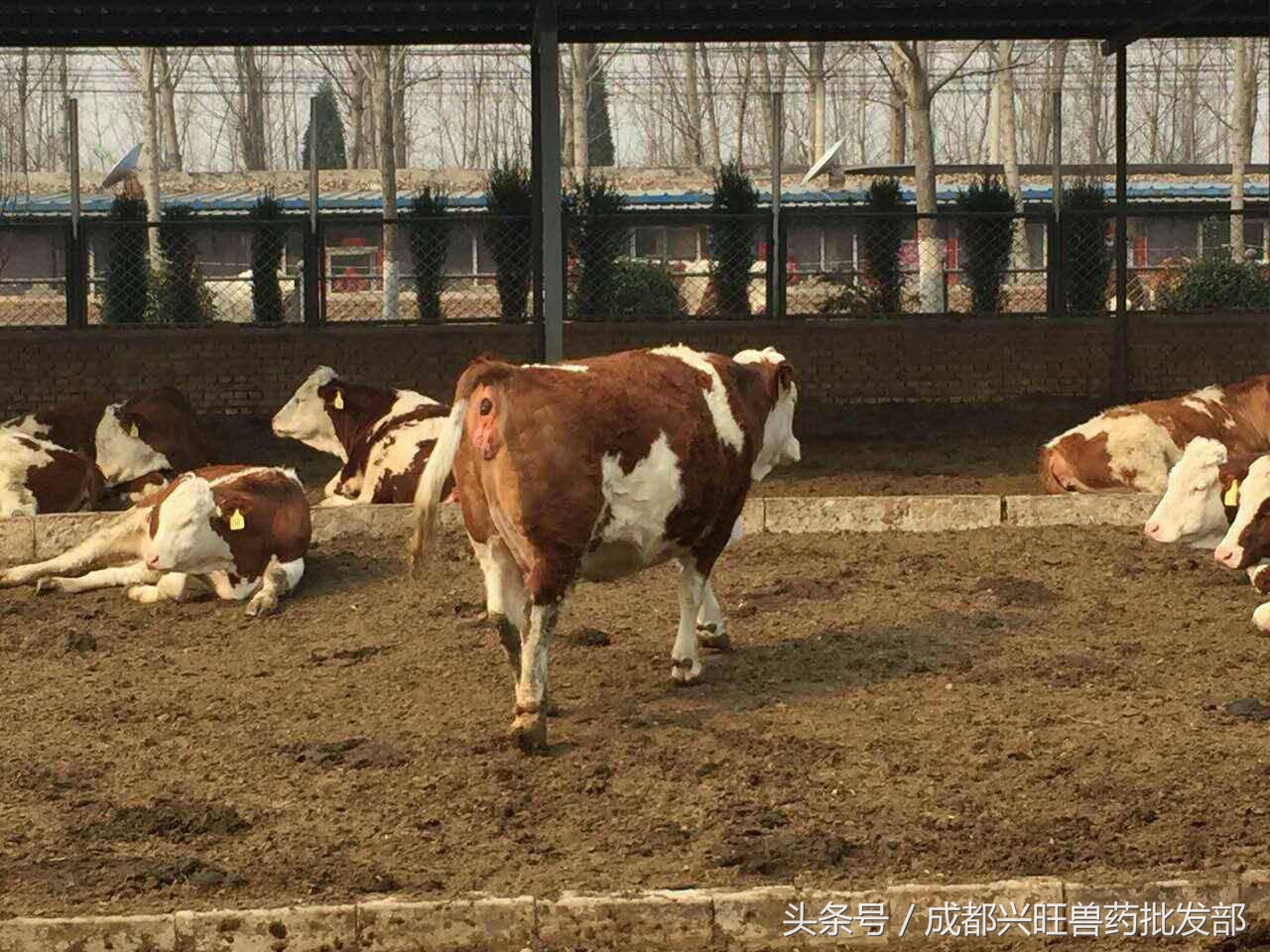 母牛预产推算,母牛繁育技术多久能学会