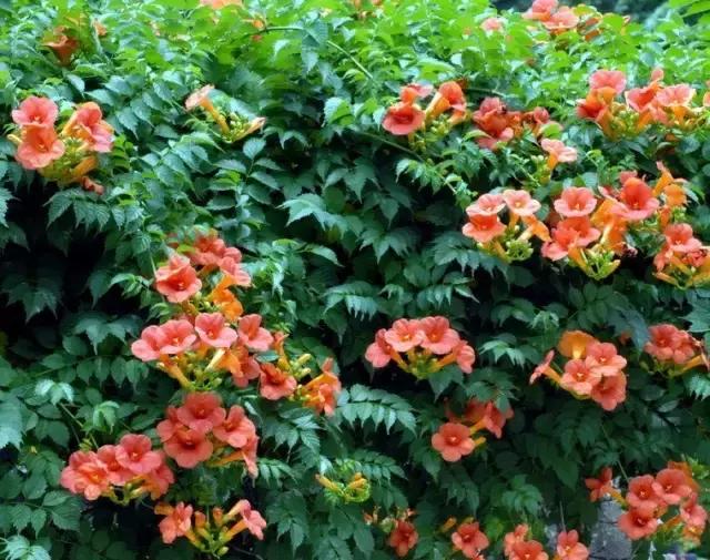 凌霄盆景如何养护,凌霄盆栽植物