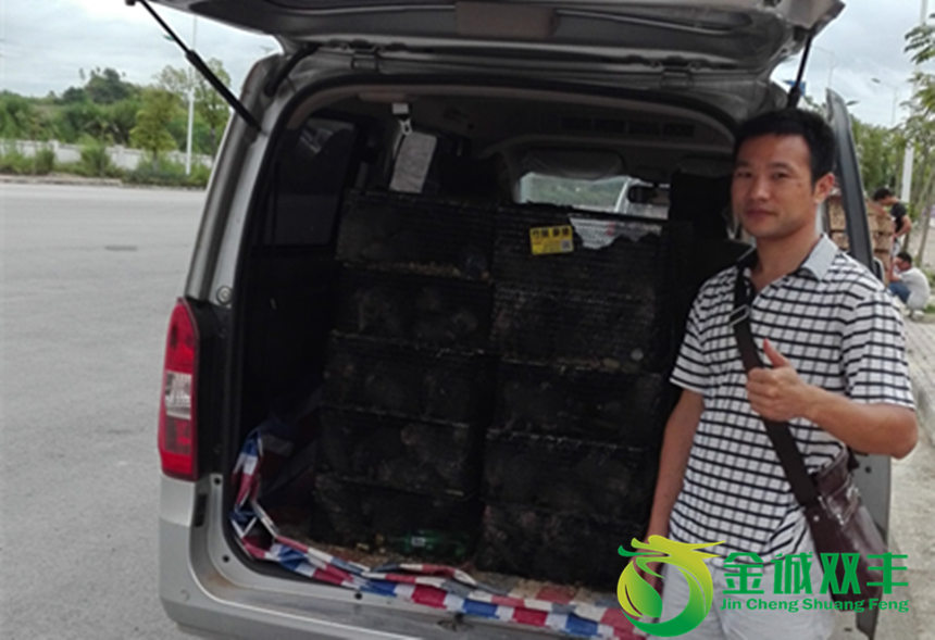 竹鼠一般多少一斤,50一斤的竹鼠是骗人的吗