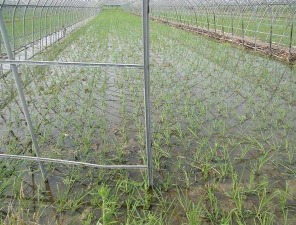 人们常吃的蔬菜,常吃却不知道长什么样子的蔬菜