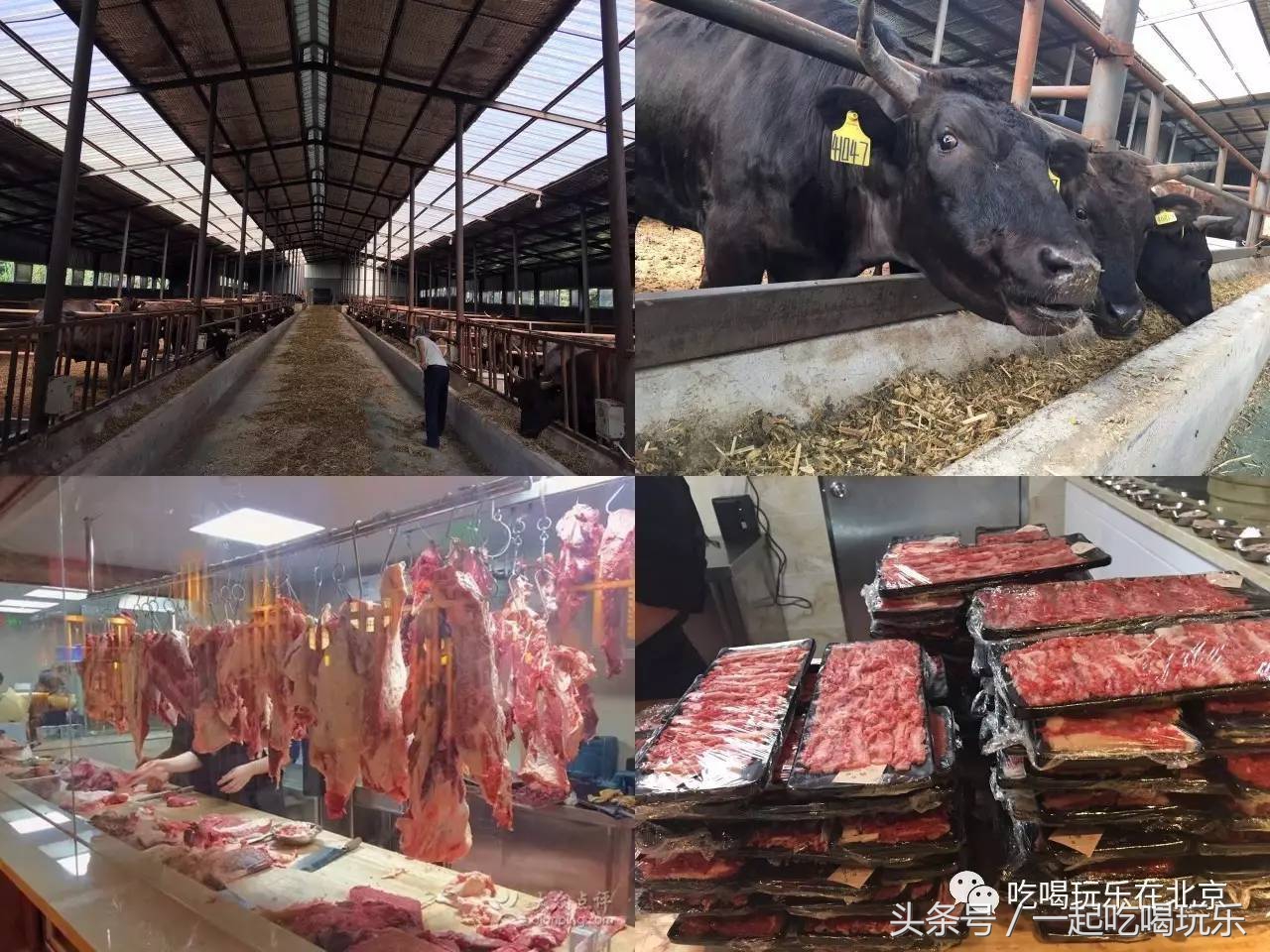 「北京」大胃王挑战!牛肉火锅无限续吃,留一个买单其他的全撑到