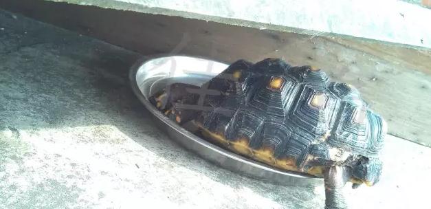 宠物龟身上有伤怎么治疗,宠物龟摔伤怎么办用什么药