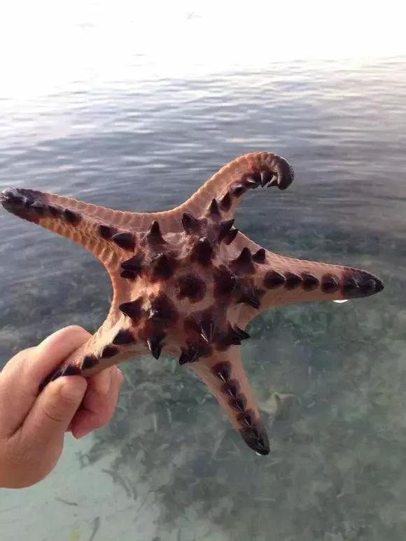 羊口开海！倒计时一天！第一网吃起来！看完哈喇子流一地