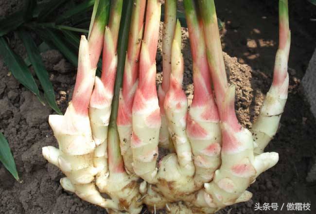 鐢熷鎵撶鎬庝箞淇濆瓨,鐢熷鍙互鍐峰喕淇濆瓨