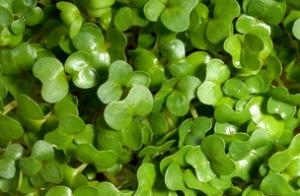 中国特有的蔬菜,中国特有蔬菜水果