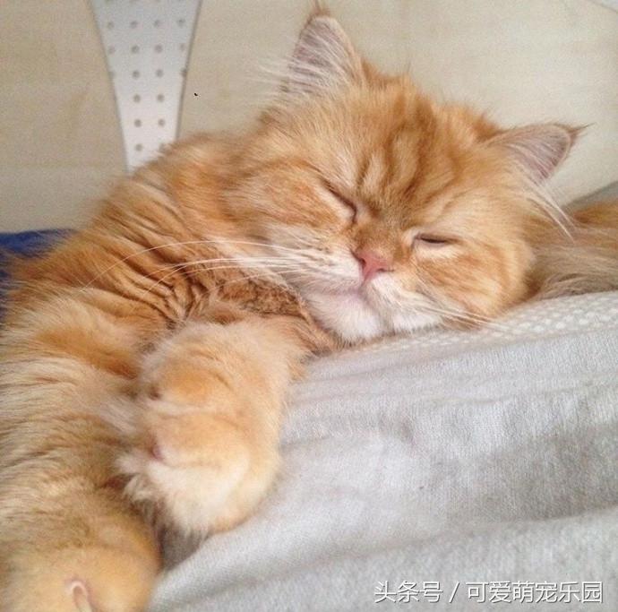 爱睡懒觉的喵大人,喜欢睡懒觉的猫猫
